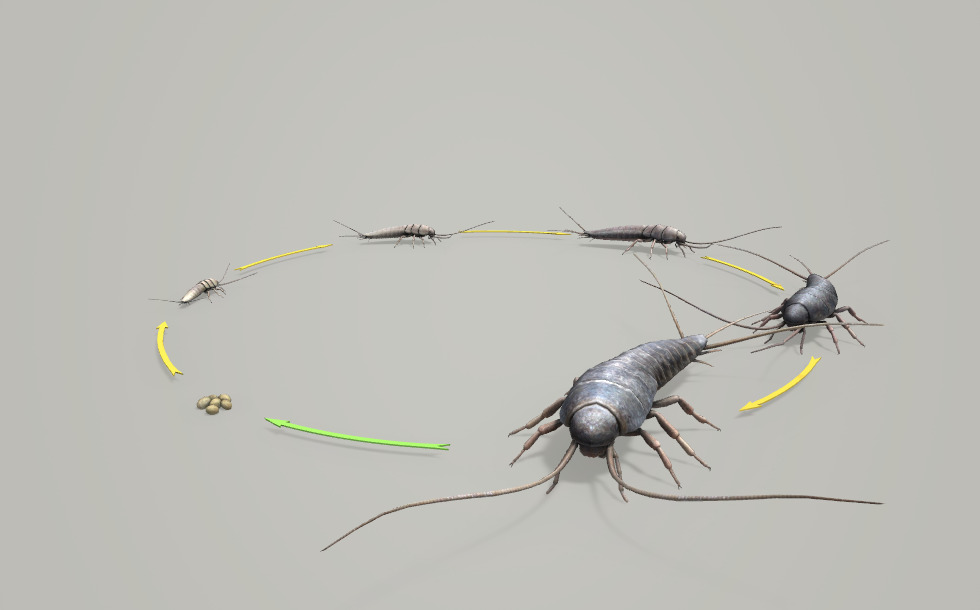 The reproduction and development of insects - 3D scene - Mozaik Digital ...