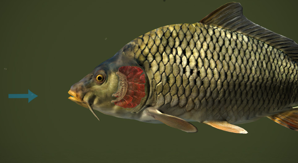 Édesvízi halfajok - 3D-modell - Mozaik digitális oktatás és tanulás