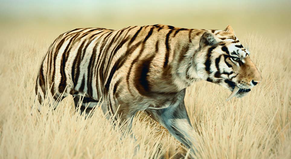 Kardfogú tigris