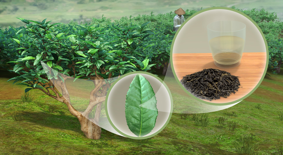 Tea (Camellia sinensis)