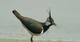 Bíbic
