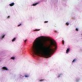 Connective tissue