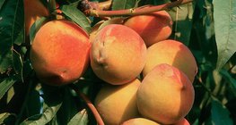 Őszibarack