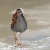 Guvat