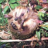Labdává gömbölyödő sün – 1