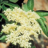 Fekete bodza virága