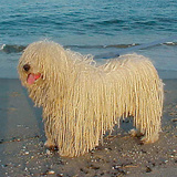 Puli