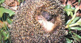 Labdává gömbölyödő sün – 3