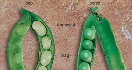 Hüvelytermés