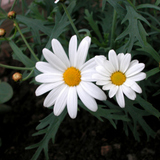Margaréta