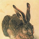 Albrecht Dürer: Nyúl (1502)