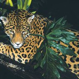 Jaguár