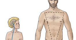 A herék hormonális szabályozása