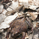 Gyepi béka