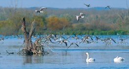Vízimadarak a Kis-Balatonon