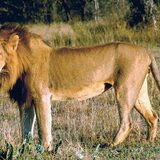 Oroszlán
