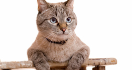 Macska