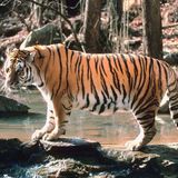 Tigris