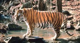 Tigris