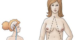 A petesejtek hormonális szabályozása