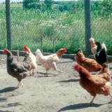 Különböző házityúkfajták