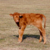 Borjú