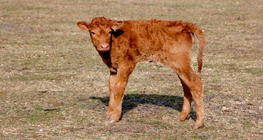 Borjú