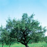 Almafa 