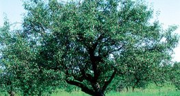 Almafa 