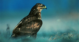 Egerészölyv