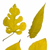 Levelek