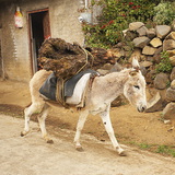 Szamár