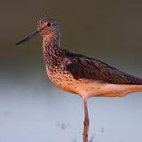 Cankó