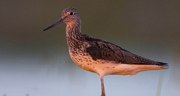 Cankó