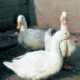 Házikacsák