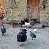 Baromfiak