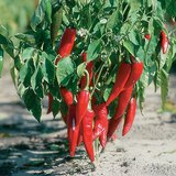 Paprika