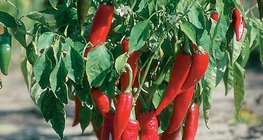 Paprika