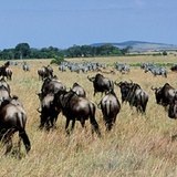 Legelésző gnúcsorda a Szerengetiben