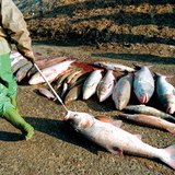 Elpusztult halak a Tisza 2000-es cianidszennyezése után
