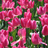 Tulipán
