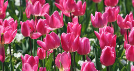 Tulipán