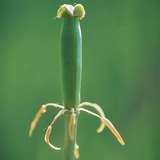 Tulipán a megtermékenyítés után