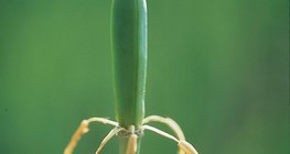 Tulipán a megtermékenyítés után