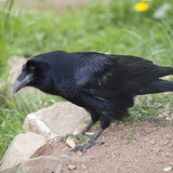 Holló