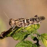 Sáska