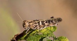 Sáska