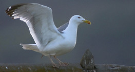 Heringsirály