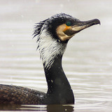 Kormorán
