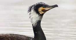 Kormorán